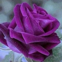 راشد💜 (@r9922r) 's Twitter Profile Photo راشد💜 (@r9922r) 's Twitter Profile Photo