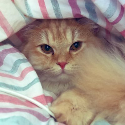 suiren_swallows's profile picture. 悠々自適に 20↑ 無言フォロー失礼いたします。