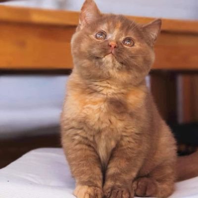 kokokoko010's profile picture. آلَبـ❤ـوٌوٌبـ❤ـ