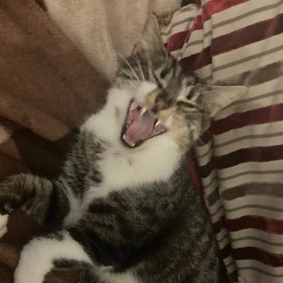 ToolWithoutAUse's profile picture. I'm always in the shit, it's just the depth that varies.