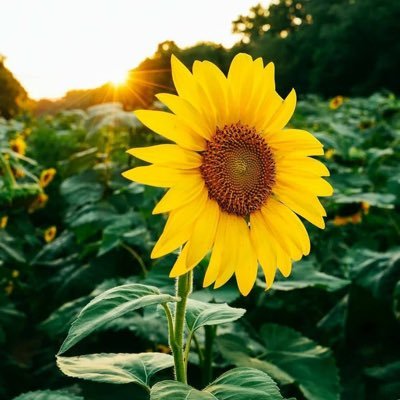 51cassis's profile picture. Ciudadana del mundo 🇵🇪 🇫🇷 🇺🇸