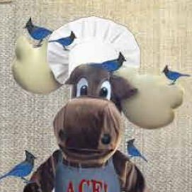 TweedsMoose's profile picture. The Moose is Loose in Woodland Park.