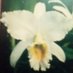 orquideablanca (@orquideablanc12) Twitter profile photo orquideablanca (@orquideablanc12) Twitter profile photo