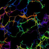 Yale Cancer Biology Institute (@canceryale) 's Twitter Profile Photo Yale Cancer Biology Institute (@canceryale) 's Twitter Profile Photo