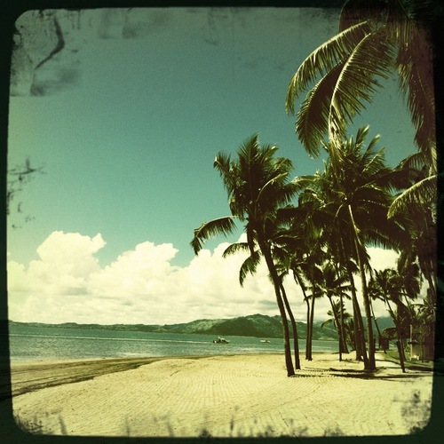 I love Holga Palm Trees!