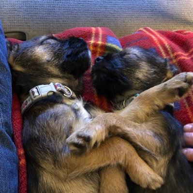 Two naughty BT puppies who own two hoomans who give us treats and cuddles to order. In memory of B and C.