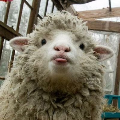 MrSheepSheep's profile picture. meh.