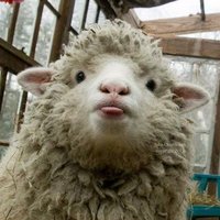 Alexandre S. (@mrsheepsheep) 's Twitter Profile