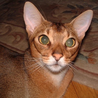 g4_01's profile picture. 災害時アカウントマツダス。♂、防災士→今やる事、明日への備え二つ 、①備災スキルアップ（気象学・言語・備蓄材・ロープワーク・DIY・APLなど） 、②体力・免疫力アップ。