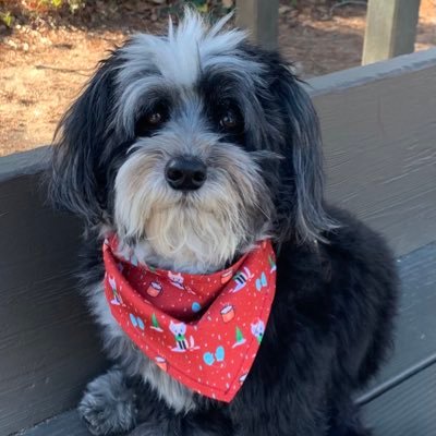 The blessed mom to Max the Havanese. You bravely came into my life when you were 8 years old. We were always meant to be together. We are two peas in a pod.