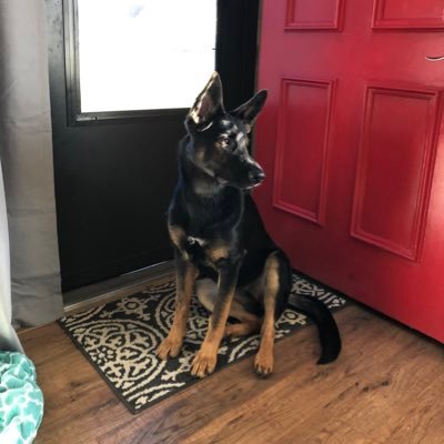 BobCarcioppolo's profile picture. 