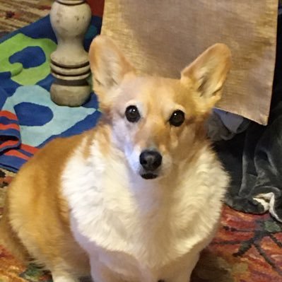 🐝 Corgi whisperer, Zen Buddhist 🙏🏽mom, wife, anti-racist, political junkie, liberal, retired climate change/susty educator, PT sailor 💚 🦫🫶🌎 💙💙💙