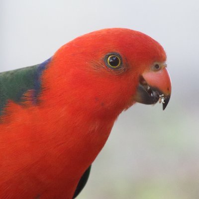 Tammy's Bird Diary Profile