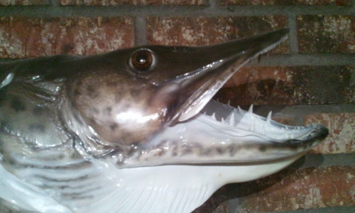 Muskie Dave