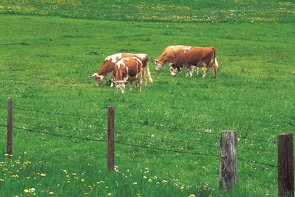 GreenRednecks's profile picture. I'm a green redneck.  Find out more about green living for rural folks at http://t.co/DpDkR9SAC9.  Close to the Land, Caring for the Earth.