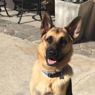 Jenpatz2's profile picture. God fearing, USA loving, hockey and cheer mom! 🇺🇸 ❤️🤍💙    Fight On ✌️ and War Eagle 🦅