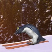 Pinguinito haciendo ski(@elpandarojoxdd) 's Twitter Profile Photo