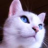 MieeeNyanko's profile picture. ひめたん♂🐈2025/8/14虹の橋🌈