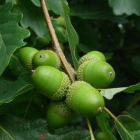 ACORN_BiodivERsA (@acornbiodiv) 's Twitter Profile Photo ACORN_BiodivERsA (@acornbiodiv) 's Twitter Profile Photo