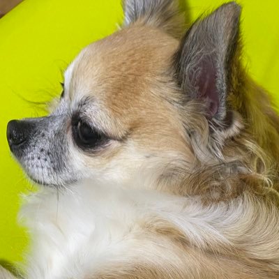 僧帽弁閉鎖不全症 初期症状 チワワ♀5歳半年 発覚 ステージC 肺水腫経験済 分からないことが多いので教えてください DMいつでもお待ちしております。 チョコちゃん10歳突破しました♪発覚から約5年になります。