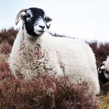 FarmFriar's profile picture. Read & maybe the odd reply to things of interest.  Just interested in what people are up to & what they are thinking about News, music, world events, rural life