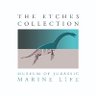 TEC_Kimmeridge's profile picture. Modern museum & centre for learning in Kimmeridge housing amazing marine fossils that tell the story of life & death in Dorset’s Jurassic seas….