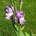 Brenda Jo Pickett - @jopickett13 - Twitter