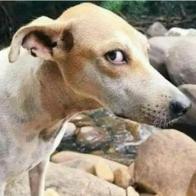 Wakatepe_baboon's profile picture. 