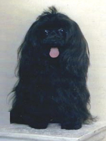 MurphyMurphdog's profile picture. Leader of the Murphdogs