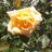 tomato_sukisuki's profile image