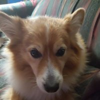 MAGA DOG (@agreen77) 's Twitter Profile