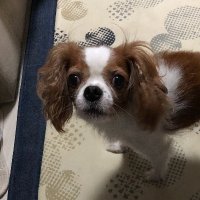 しぇぱーど (@um_shepherd) 's Twitter Profile