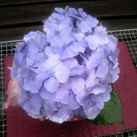 あじさい (@megu0611) 's Twitter Profile