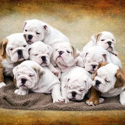 🐕| No 1 #englishbulldog Page of Twitter. 
🔔| Cute #englishbulldog Pictures & Videos Daily.
👕| Shop Our Trendy Merch 😍
😍| 👇 Checkout Now 👇