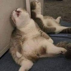 DanielBdzoch's profile picture. 