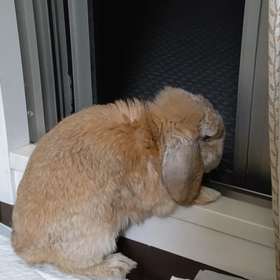 lance_lance_lan's profile picture. 趣味用のアカウント。
基本はロム