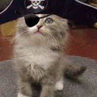 rachnotrebecca's profile picture. Argumentative, antithetical dream girl 
Cats and Harm Reduction (and some weather)