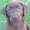 Wir bieten Online Hundekurse an. Sowohl für deinen Welpe als auch für den älteren Hund auf https://t.co/GxkhDGcsjM. Neu: 'Komm Her' Kurs!