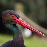 Black Storks Army (@armystorks) 's Twitter Profile
