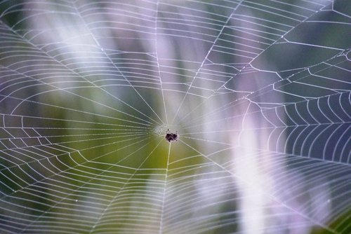 radhalakshmir's profile picture. 