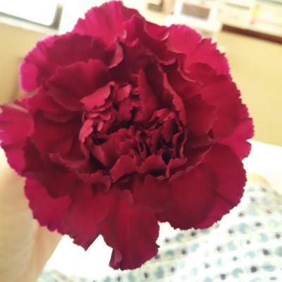 Lululovedone's profile picture. Proud Democrat😁 Surfed into the new year on the blue wave.🏄‍♀️ There is a God after all! 🙏