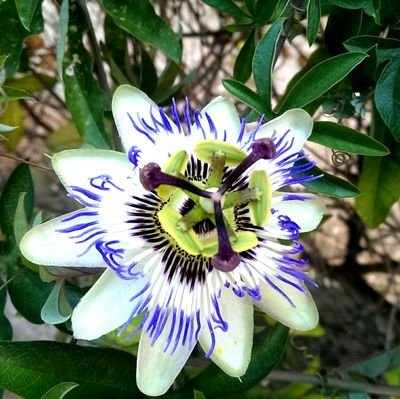 jutranja's profile picture. 🌺🌻🌼🌷🌸💮