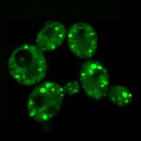 AndréassonLab (@andreassonlab) 's Twitter Profile Photo