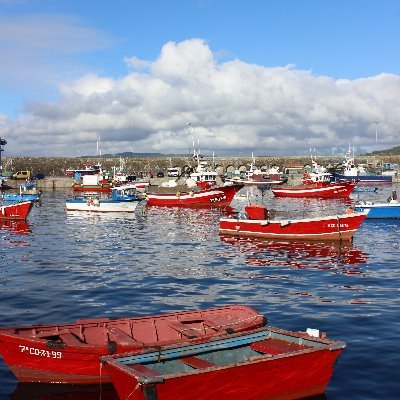 chousavella's profile picture. 