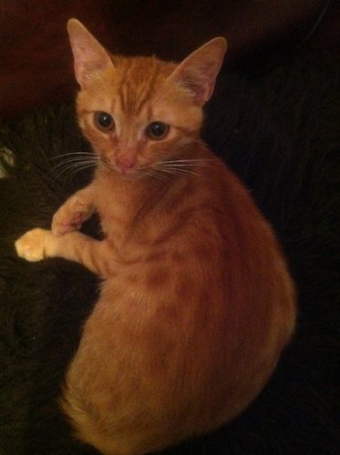 orlaorstern's profile picture. 