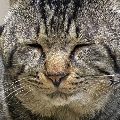 ほうれん草さんのプロフィール画像