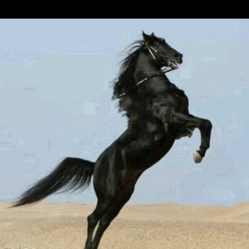 alaraab30's profile picture. 