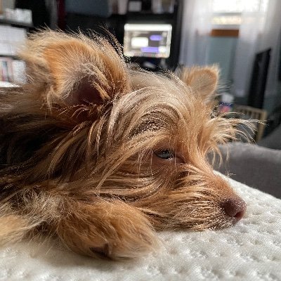 brandoreads's profile picture. Hi! | he/him | 🏳️‍🌈 | 32 |  Feel free to add me on manga/book socials! https://t.co/zZk38GPwpZ