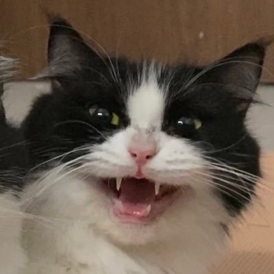 saposkaindang's profile picture. Tempat Sambat