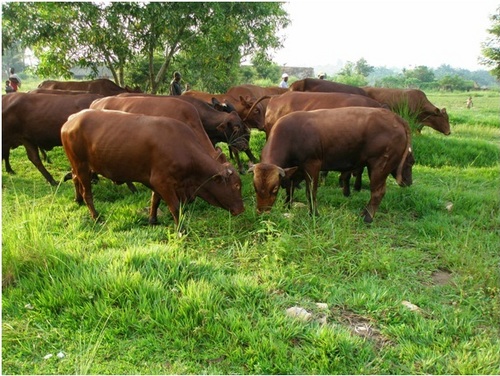congofaim's profile picture. Fondation dont le but est d'aider les Congolais à se sortir de la pauvreté. Nous recueillons des fonds pour financer une ferme agropastorale a Kamiji, RDC.